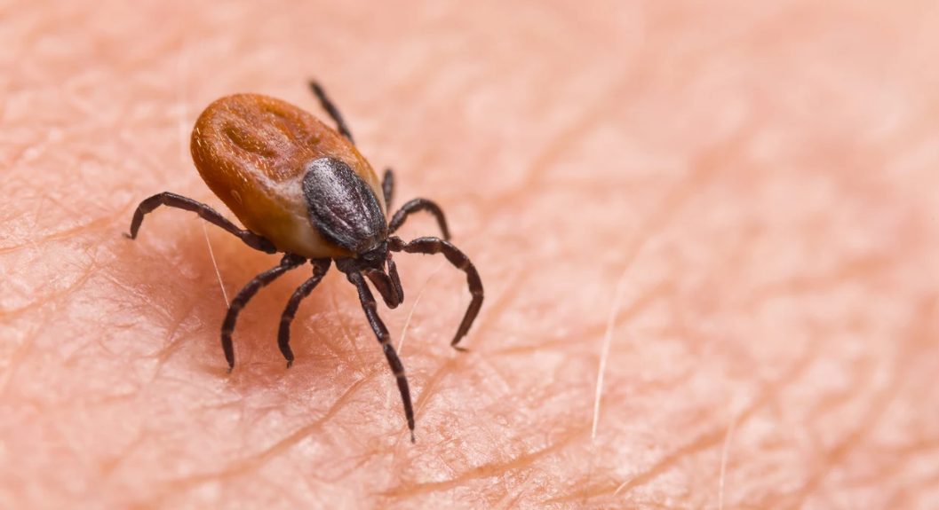 La amenaza silenciosa: Cómo las garrapatas afectan a humanos y animales