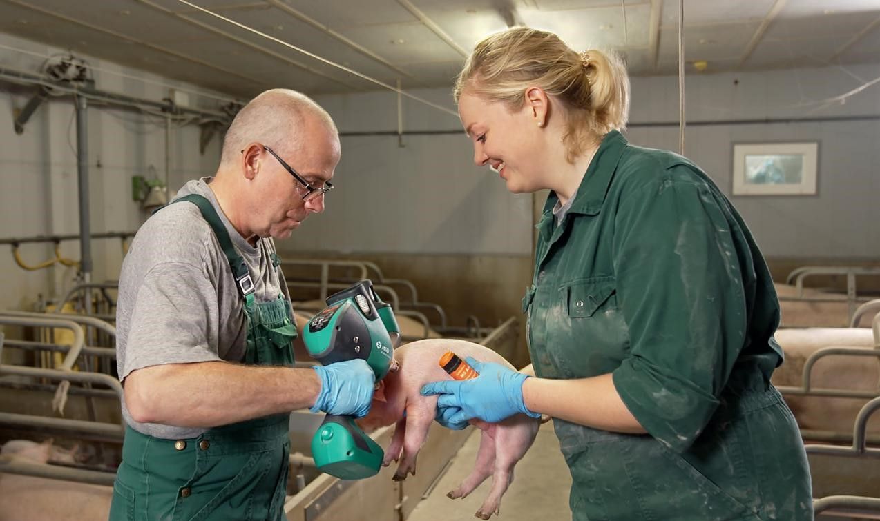 Prevención de las enfermedades porcinas