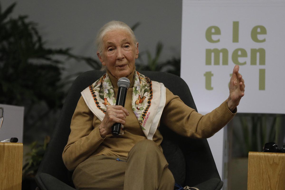 Jane Goodall, pionera en el estudio de chimpancés, visita Colombia