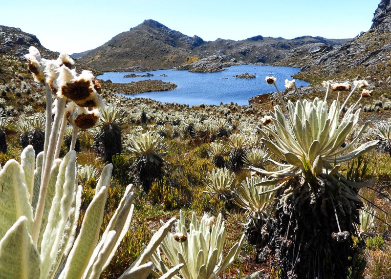 Páramo de Santurbán será blindado contra la ilegalidad