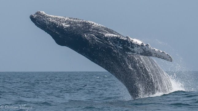 Pescadores solicitan ayuda urgente para rescatar a ballena atrapada en malla en el Pacífico Colombiano
