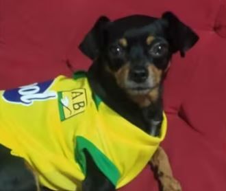 Inaceptable. Con un ladrillo atacaron a perrito en Floridablanca