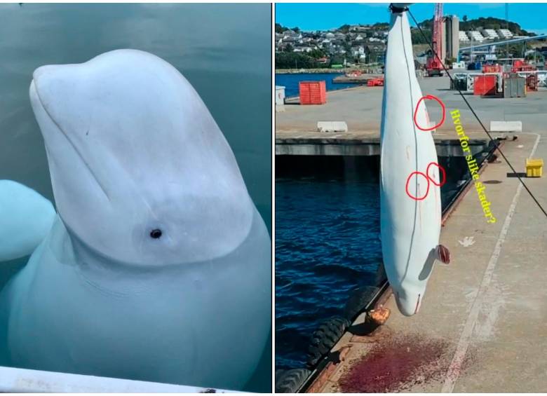 La ballena "espía rusa" HVladimir fue asesinada a tiros