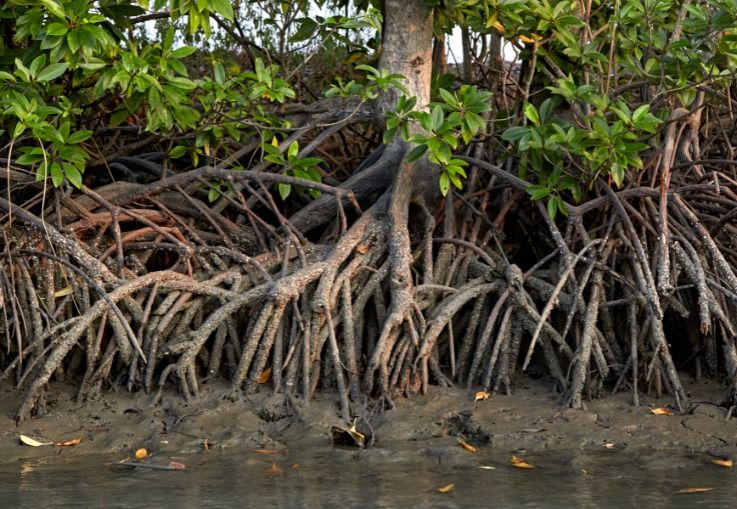 MinAmbiente deberá reglamentar ecosistemas en jurisdicción de dos o más autoridades ambientales
