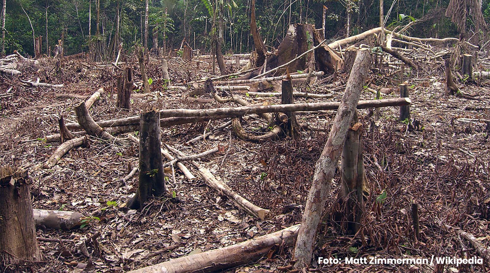 Aumento de la deforestación en Colombia va de la mano con las prácticas corruptas en la gestión ambiental