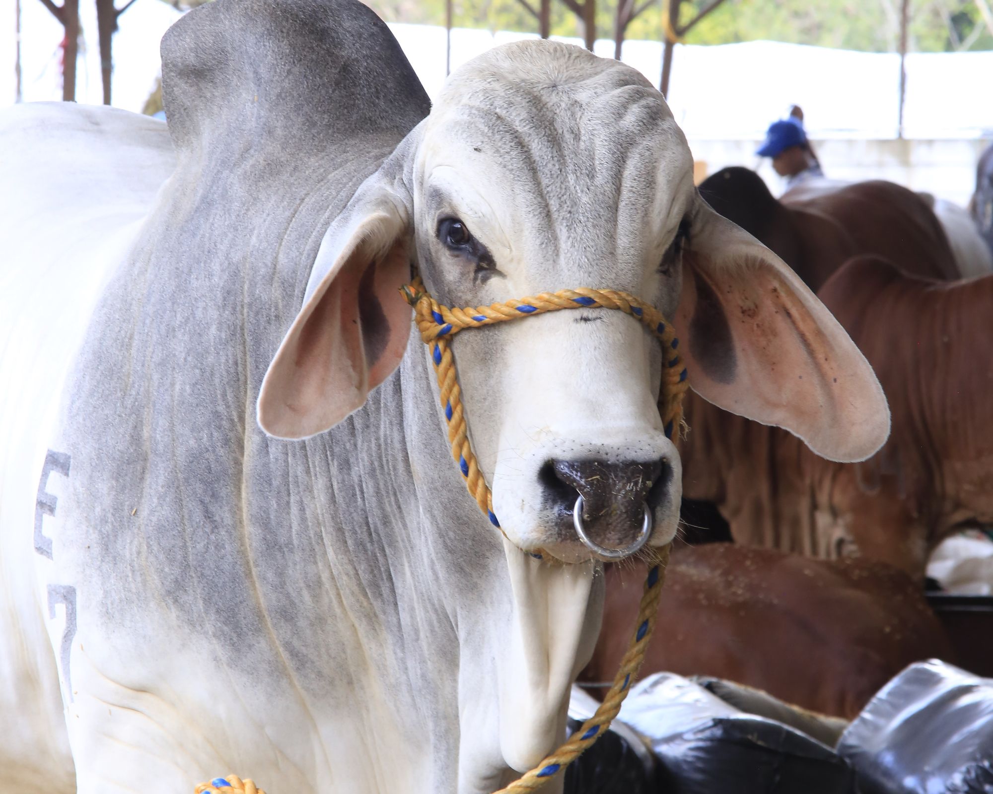 Metrolínea y Transportes San Juan se unen para llevarlos a ‘La más VACAna’