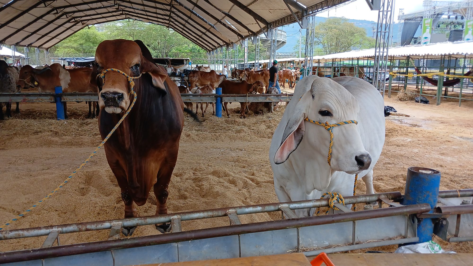 ‘La Más VACAna’ se engalana con razas vacunas de calidad