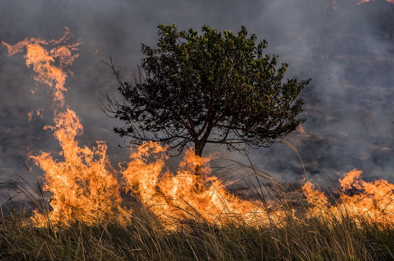 Altas temperaturas desatan incendios forestales y dañan cultivos en Santander