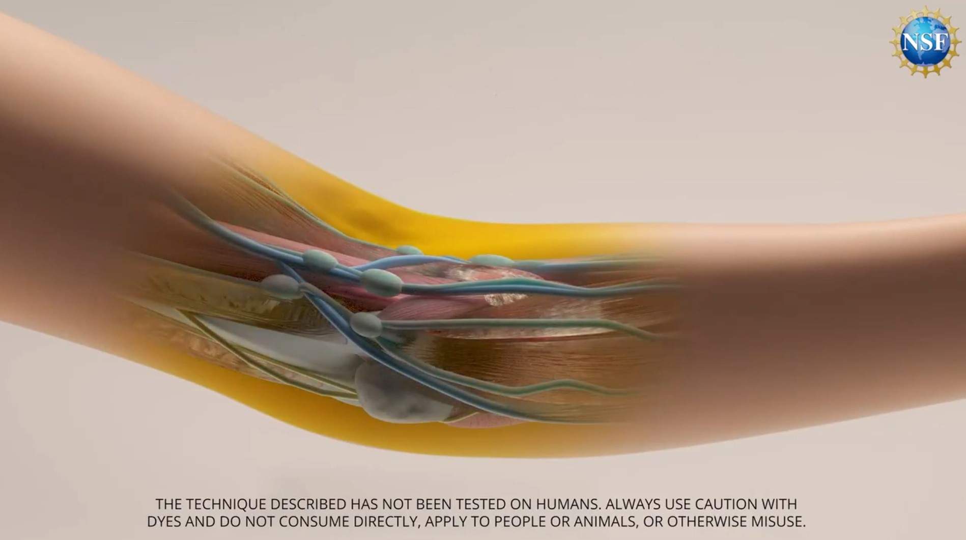 Científicos logran hacer transparente la piel con colorante alimentario