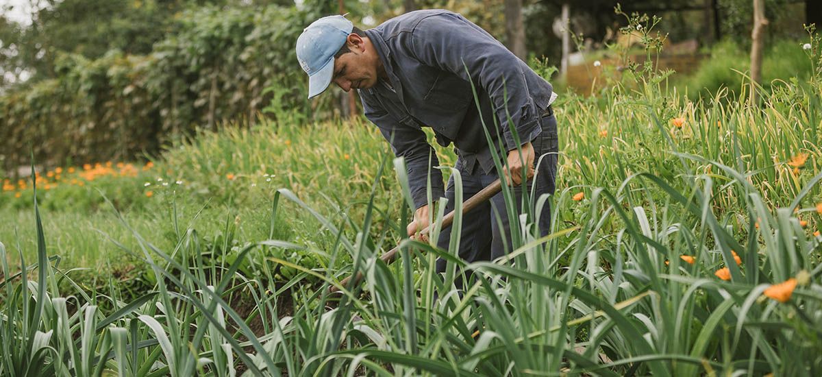 Habilitan $54.100 millones para que familias campesinas protejan sus inversiones y cultivos ante fenómenos naturales y climáticos