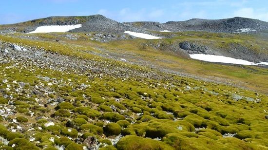Cambio de color en la Antártida: la preocupación por el deshielo