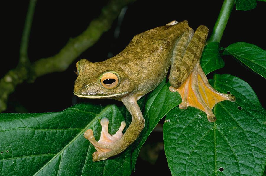 Ranas de Madagascar emiten sonidos como los de ‘Star Trek’