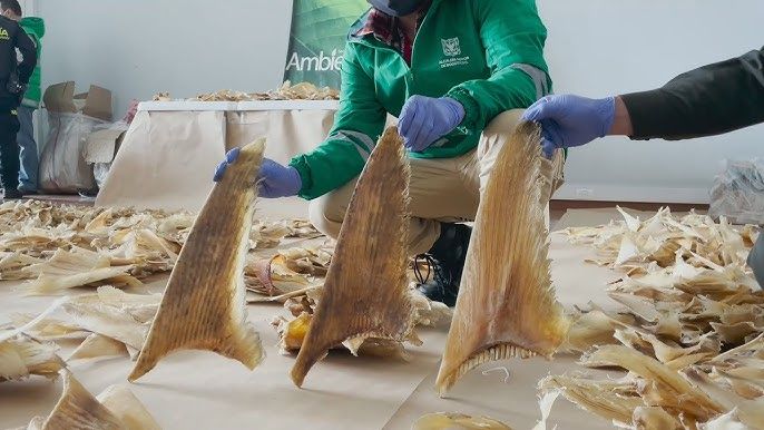 Hijo de Gilberto Rodríguez Orejuela acepta cargos por contrabando de aletas de tiburón