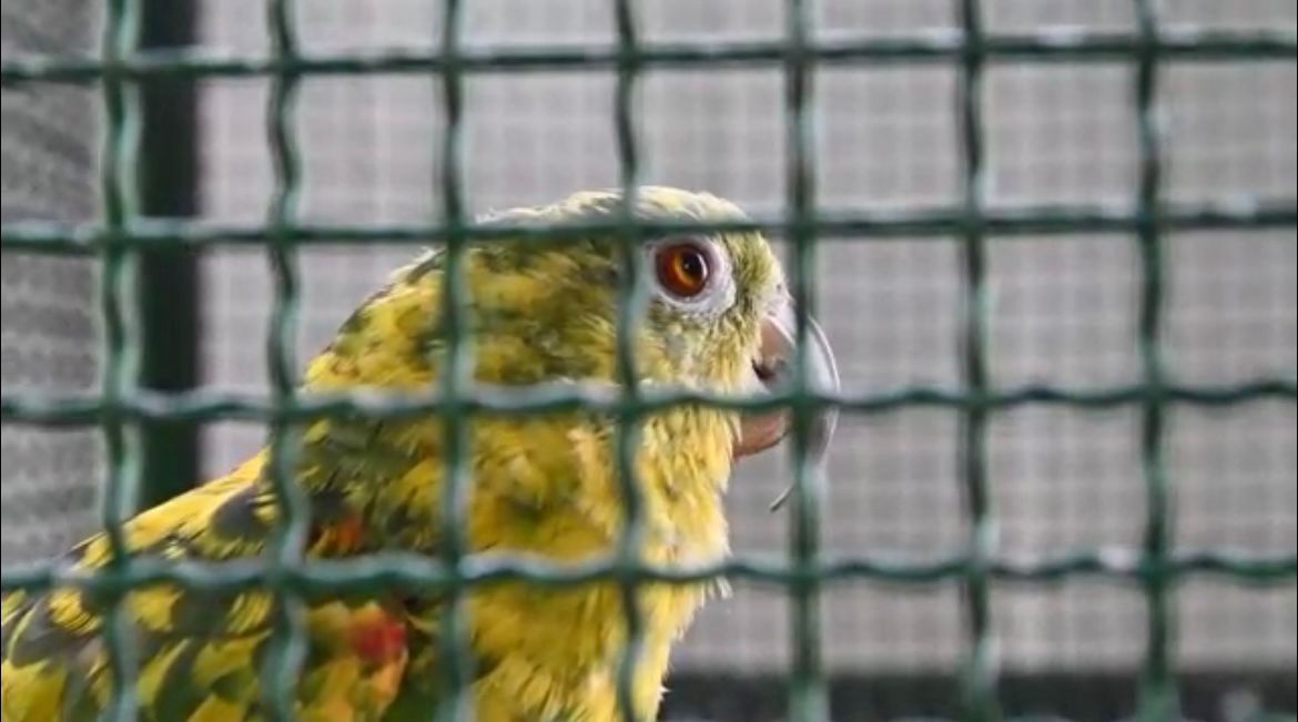 CDMB lidera recuperación de dos loras cabeciamarillas tras décadas de cautiverio