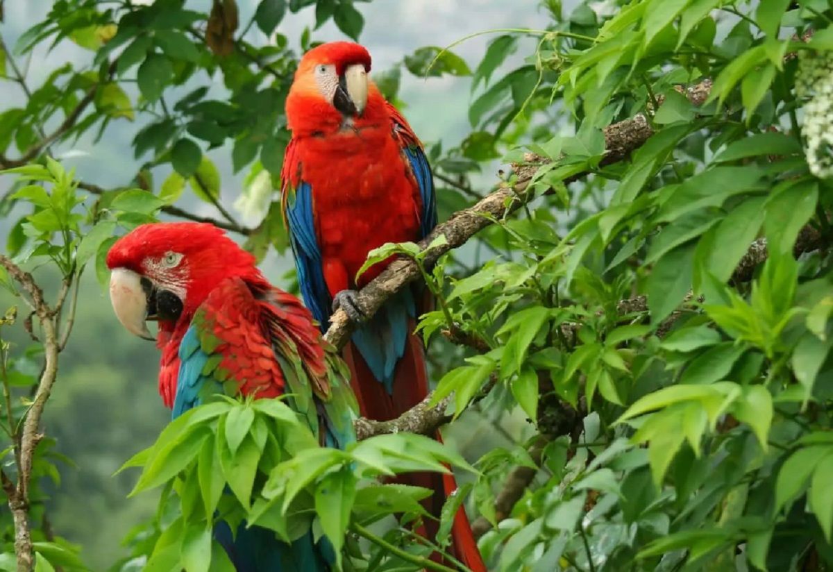 Gobierno presenta ambicioso portafolio de proyectos para un futuro sostenible en Colombia