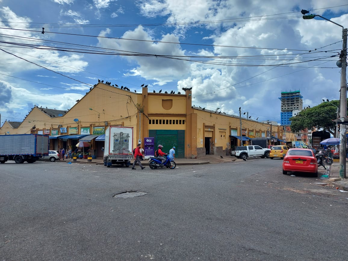 Bucaramanga intensifica medidas contra gallinazos para garantizar seguridad aérea