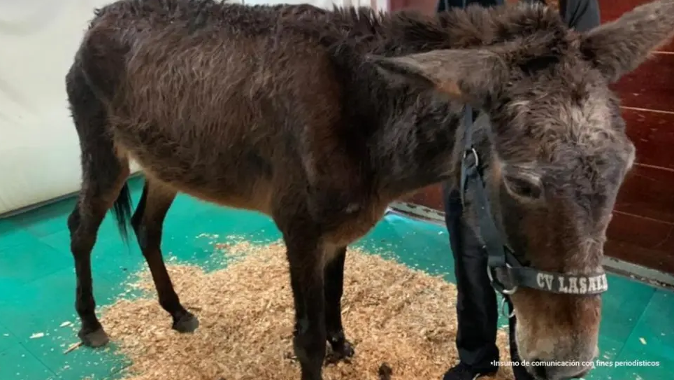 ¡Inaceptable! Mula muere desangrada tras sufrir machetazos