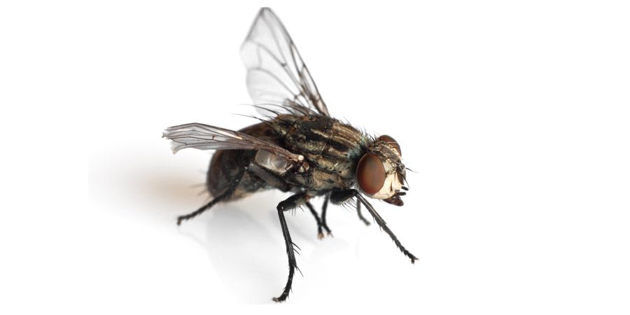 Habitantes de La Mesa de Los Santos exigen medidas para erradicar plaga de moscas