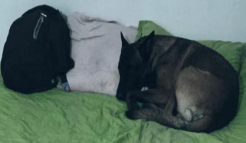 VIDEO. Perrito de subteniente asesinado en Norte de Santander se aferra a su cama