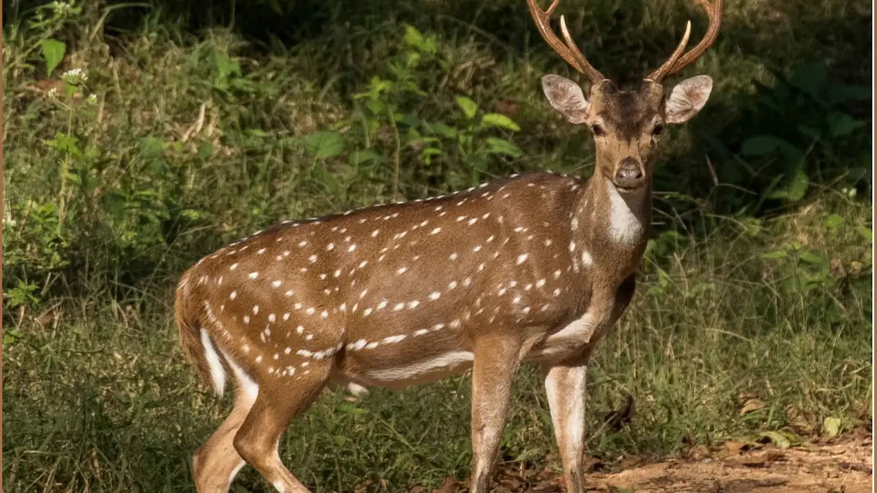 Chitales traídos por Escobar son declarados como especie invasora