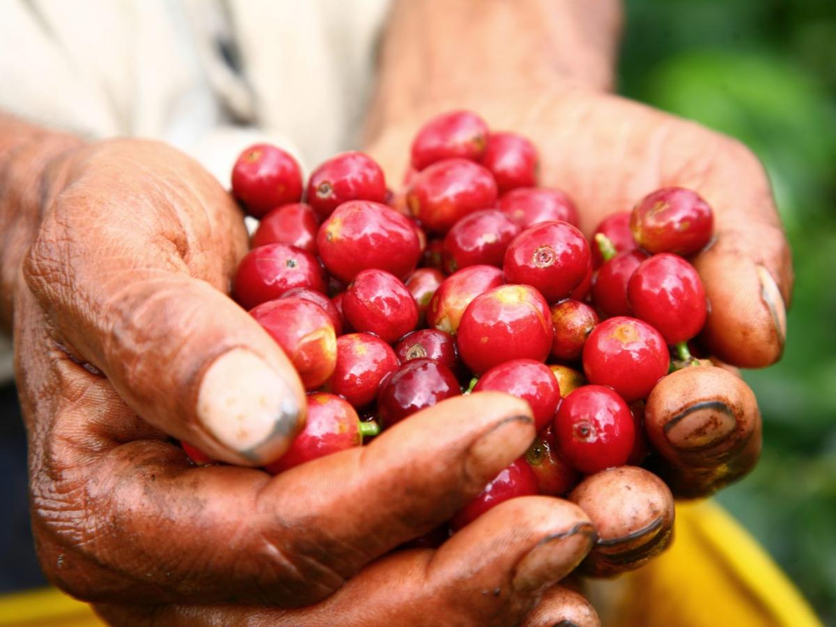 Aroma del café santandereano sube en la producción nacional