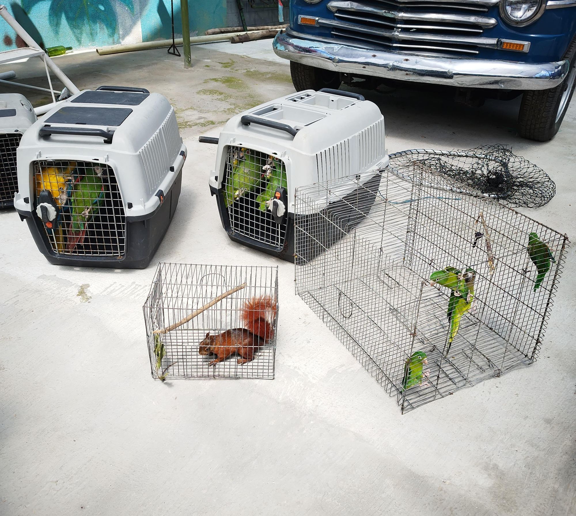 Operativo en Lebrija permitió el rescate de 23 animales silvestres en cautiverio