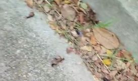 Habitantes de San Gil denuncian presencia de caracoles africanos