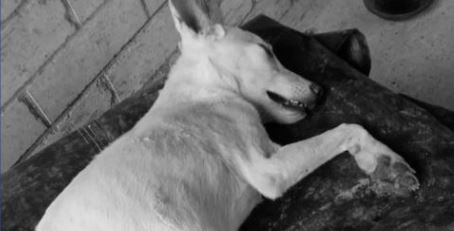 Perrita callejera fue asesinada a puñaladas en El Llanito