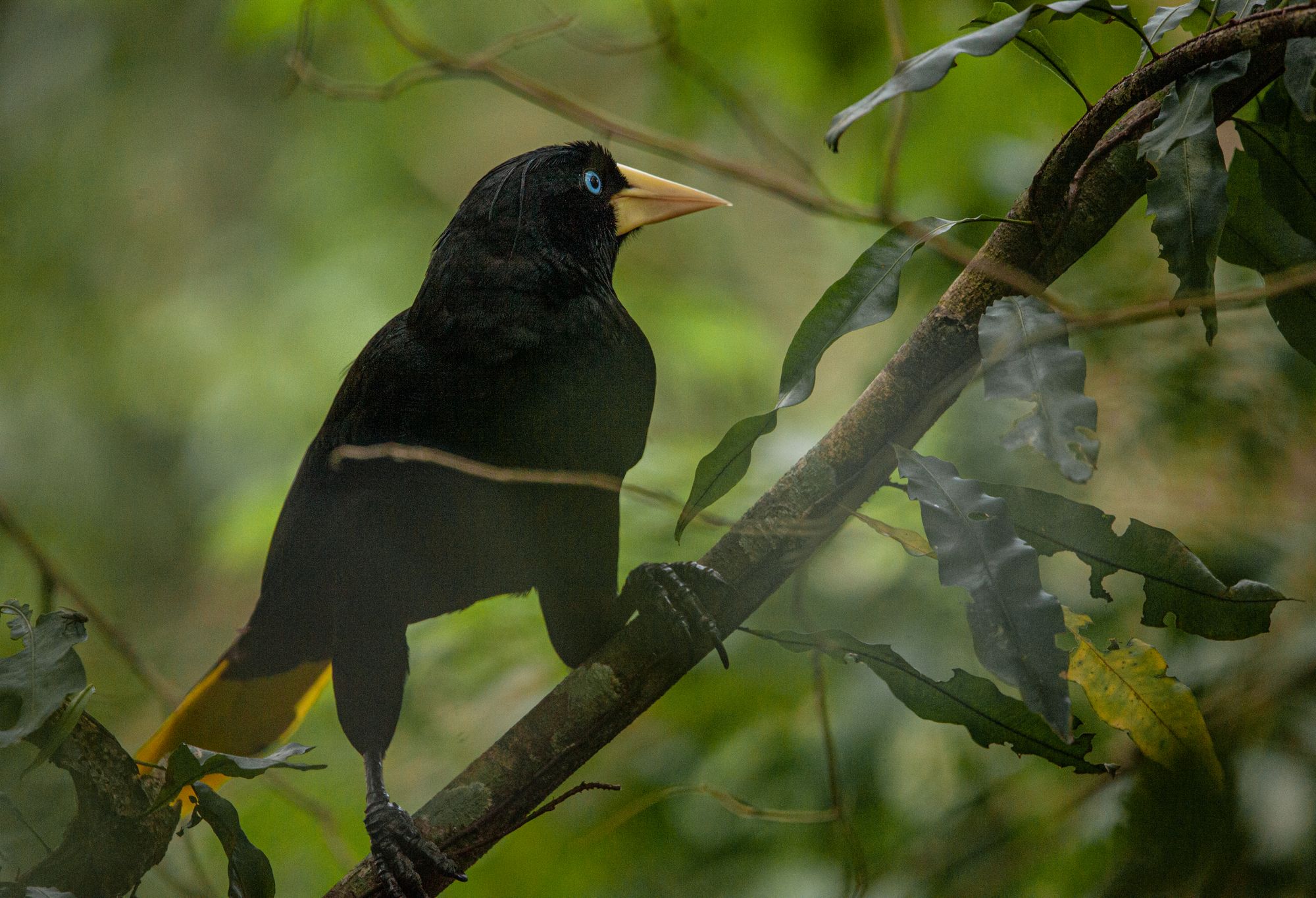 Fuegos artificiales: El estruendo que mata silenciosamente a la fauna y mascotas