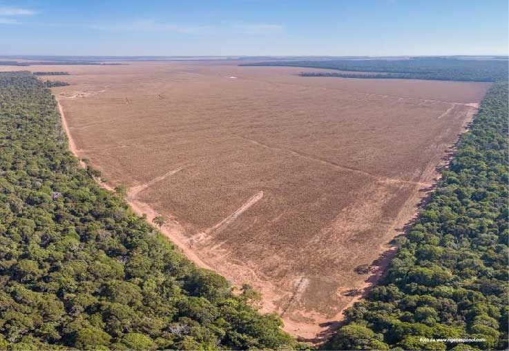 223 % aumentó la deforestación de la Amazonía este año