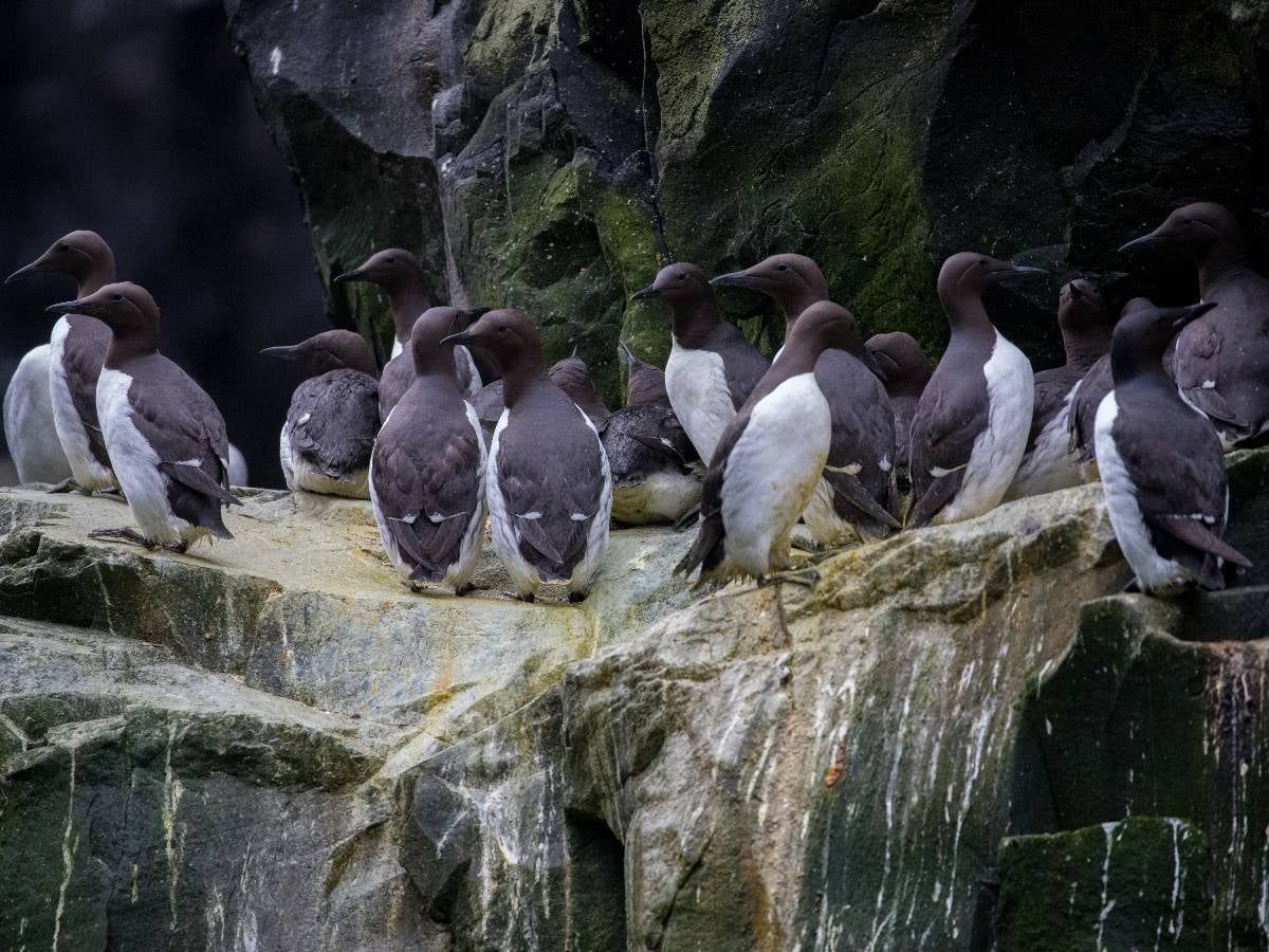 Ola de calor mató millones de aves marinas