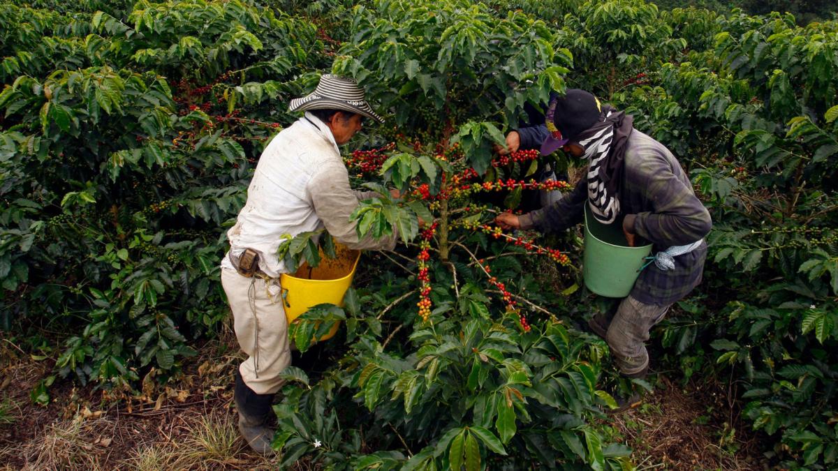 Creció el número de municipios cultivadores de café en Santander