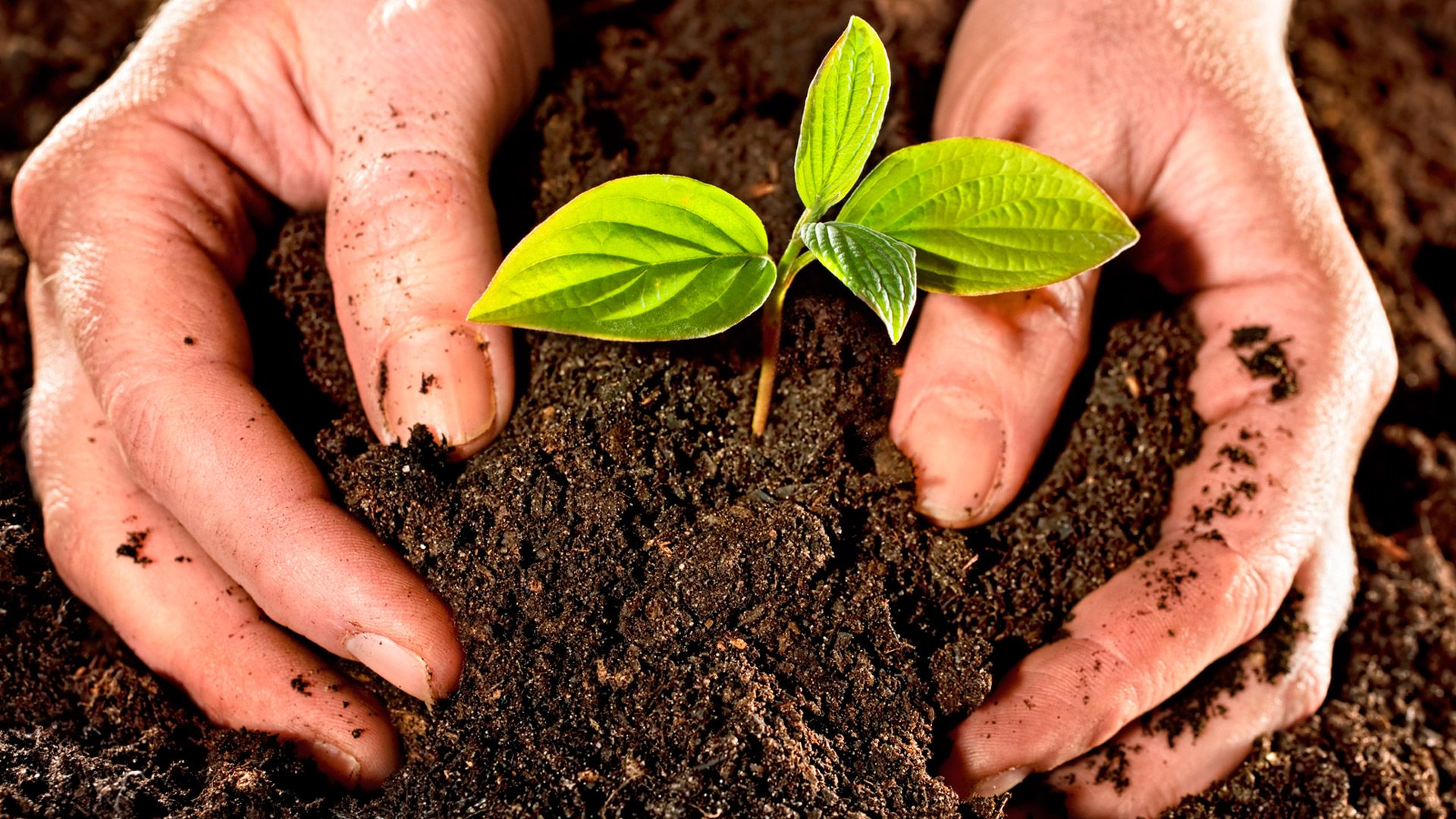 Una Navidad verde para Santander
