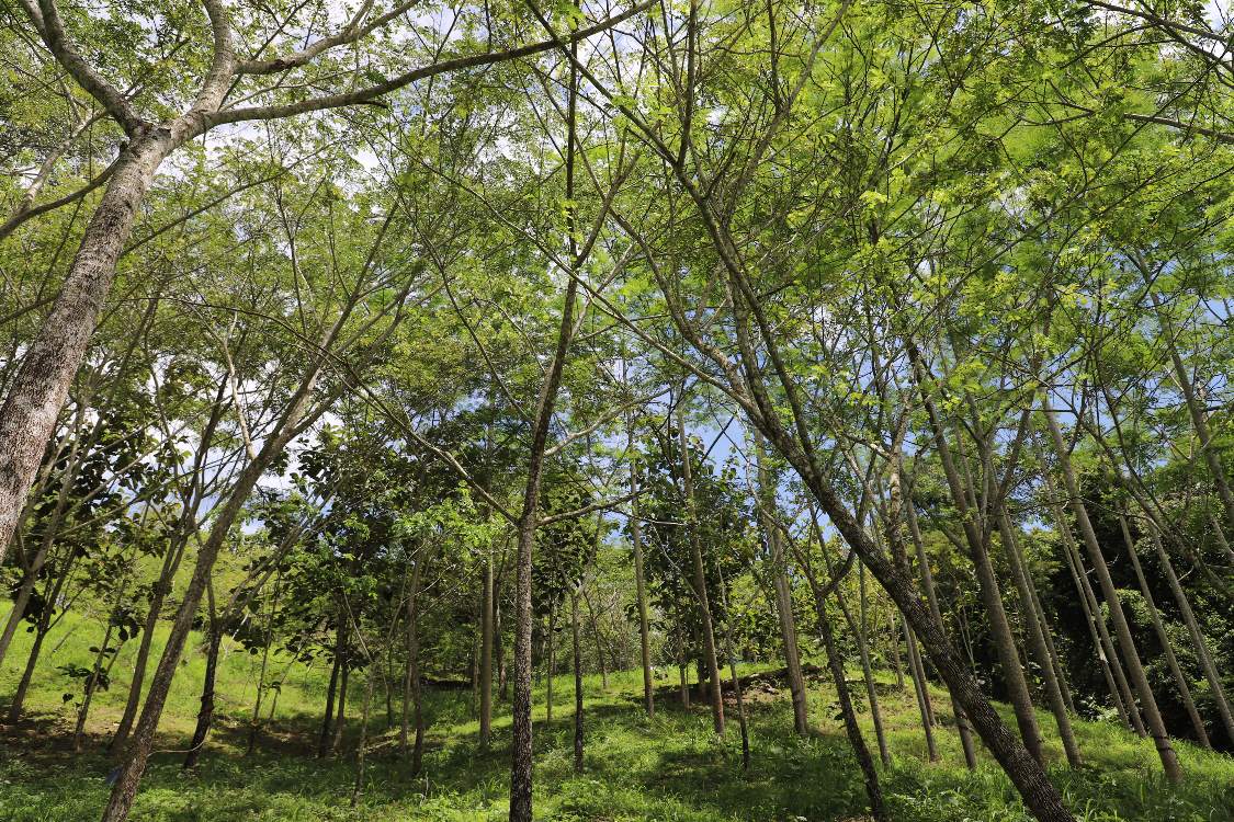 Masiva donación de Cedros por parte de AGROSAVIA a Santander