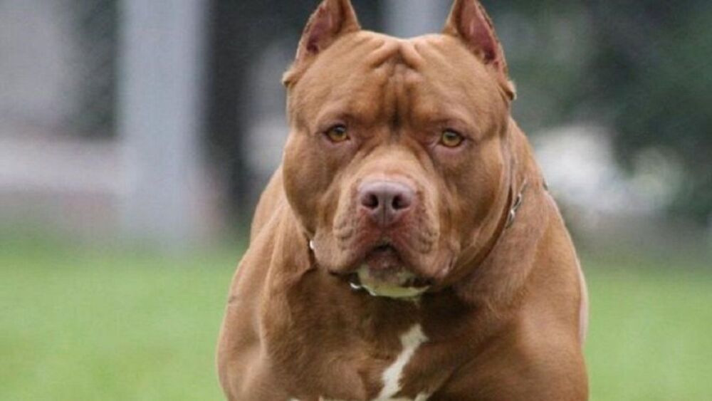 Ataque de Pitbull casi acaba con la vida de un campesino en Suratá