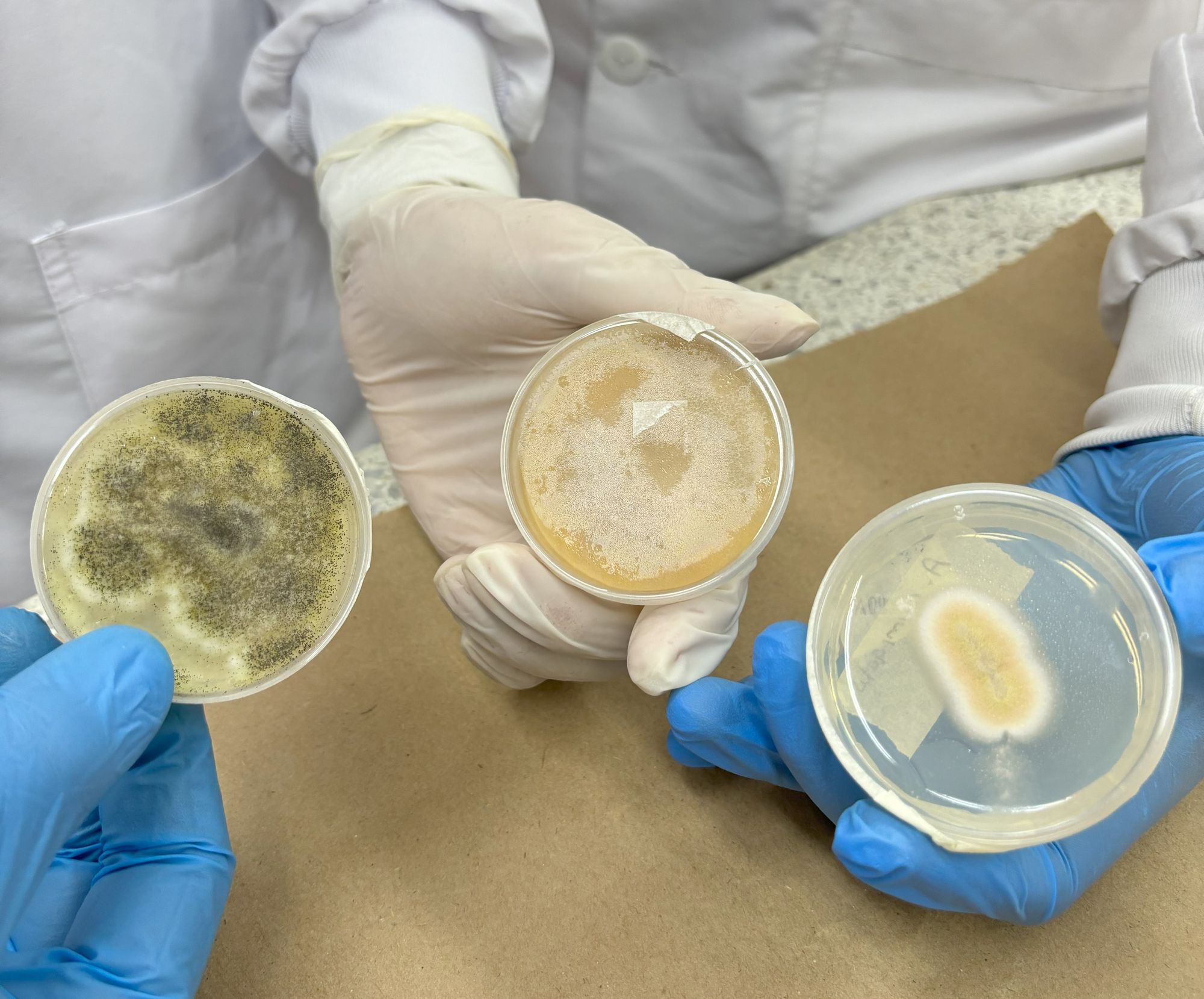 La UDES y FEDECACAO abordan el impacto de hongos en el cacao santandereano