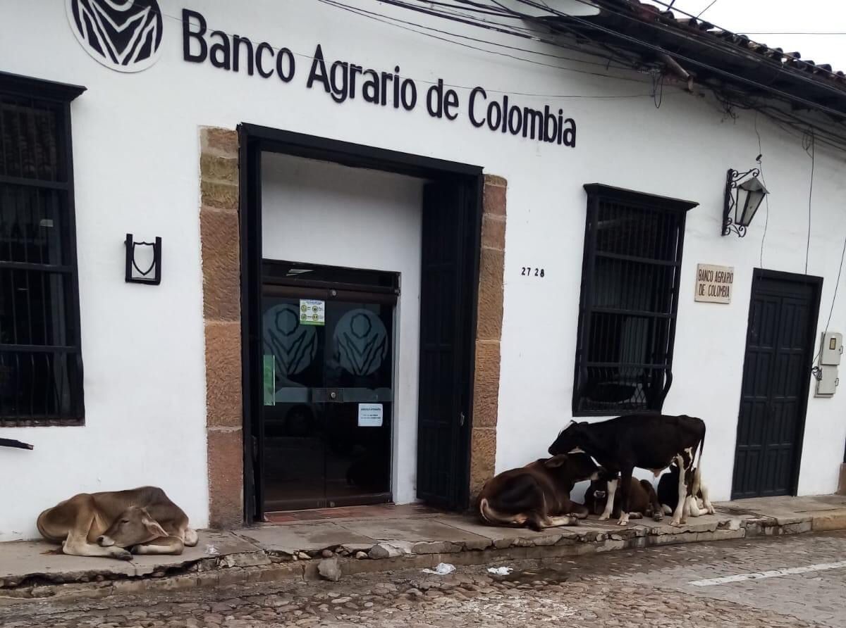 ATENCIÓN: Atracada a mano armada sucursal del Banco Agrario en Girón, Santander