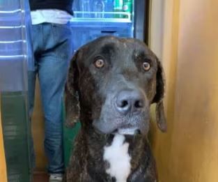 Tayson lleva seis días desaparecido en Los Santos