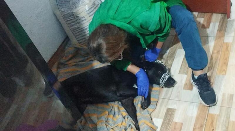 Polémica por la eutanasia de un perro atropellado en Bogotá, dueños denuncian que no se les consultó