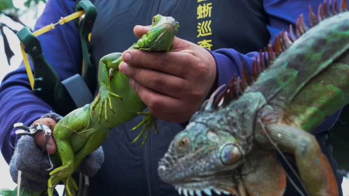 Taiwán podría ocasionar sacrificios masivos de iguanas verdes