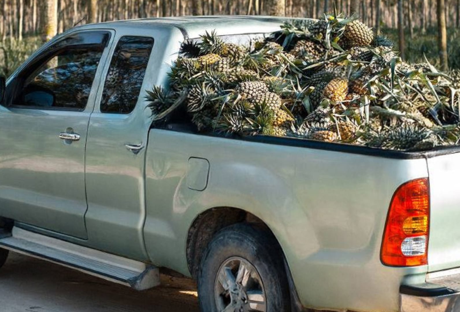 Exdirectora regional del DPS es investigada por usar vehículo oficial para transportar carga particular de piña