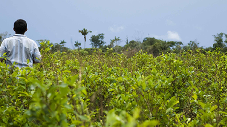 ​En marcha nuevo programa para la sustitución de cultivos ilícitos