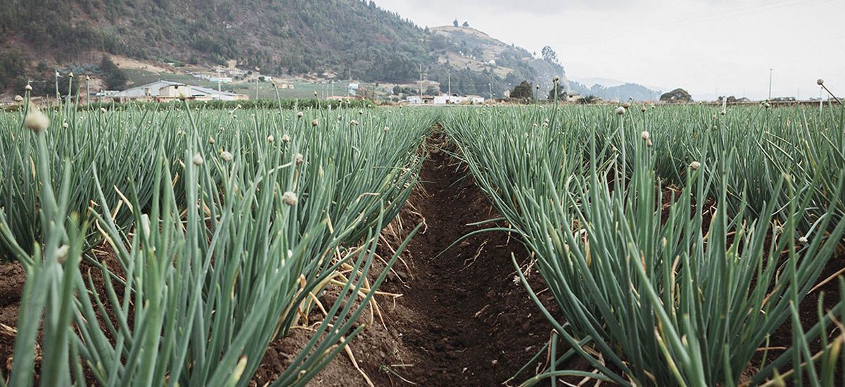 Los cebolleros están felices ante el aumento en el precio. ¿Cuáles son las regiones más beneficiadas?