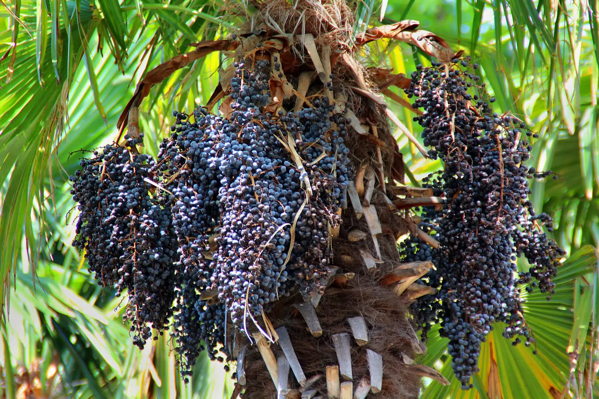 El açaí superalimento que está transformando el Pacífico y la Amazonía colombiana