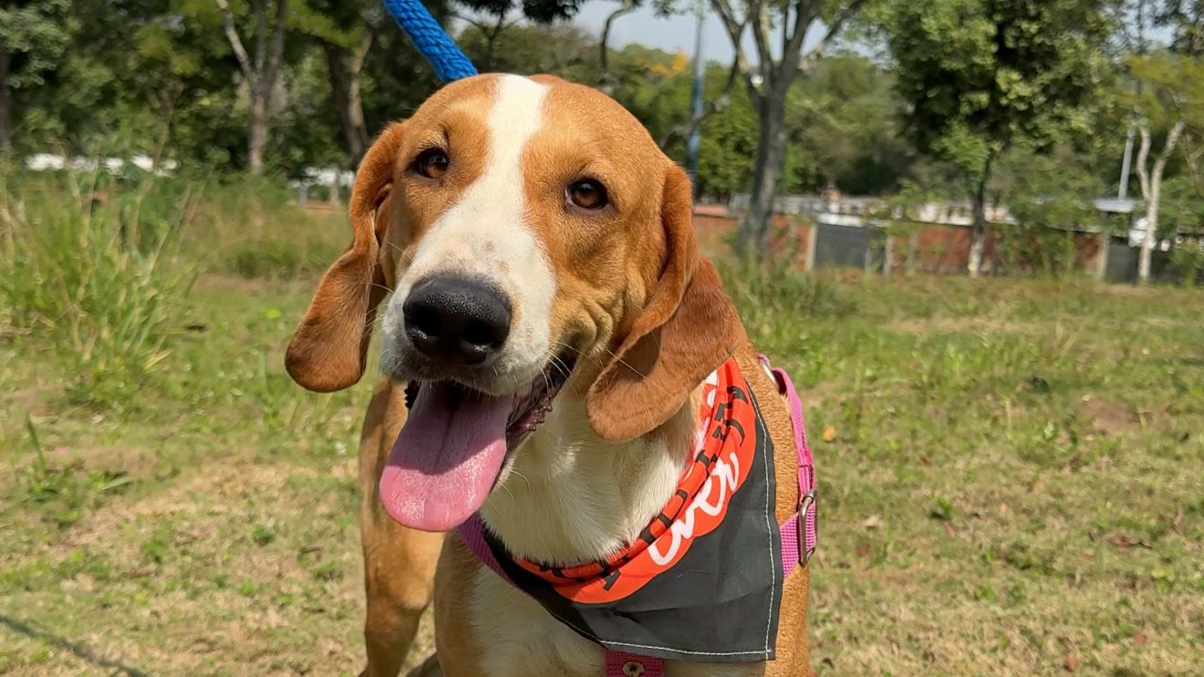 Kimba fue rescatada en Colorados y busca hogar