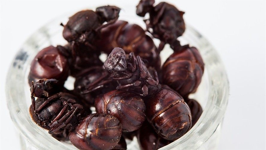 Helado de hormiga culona espera cautivar en Bucaramanga