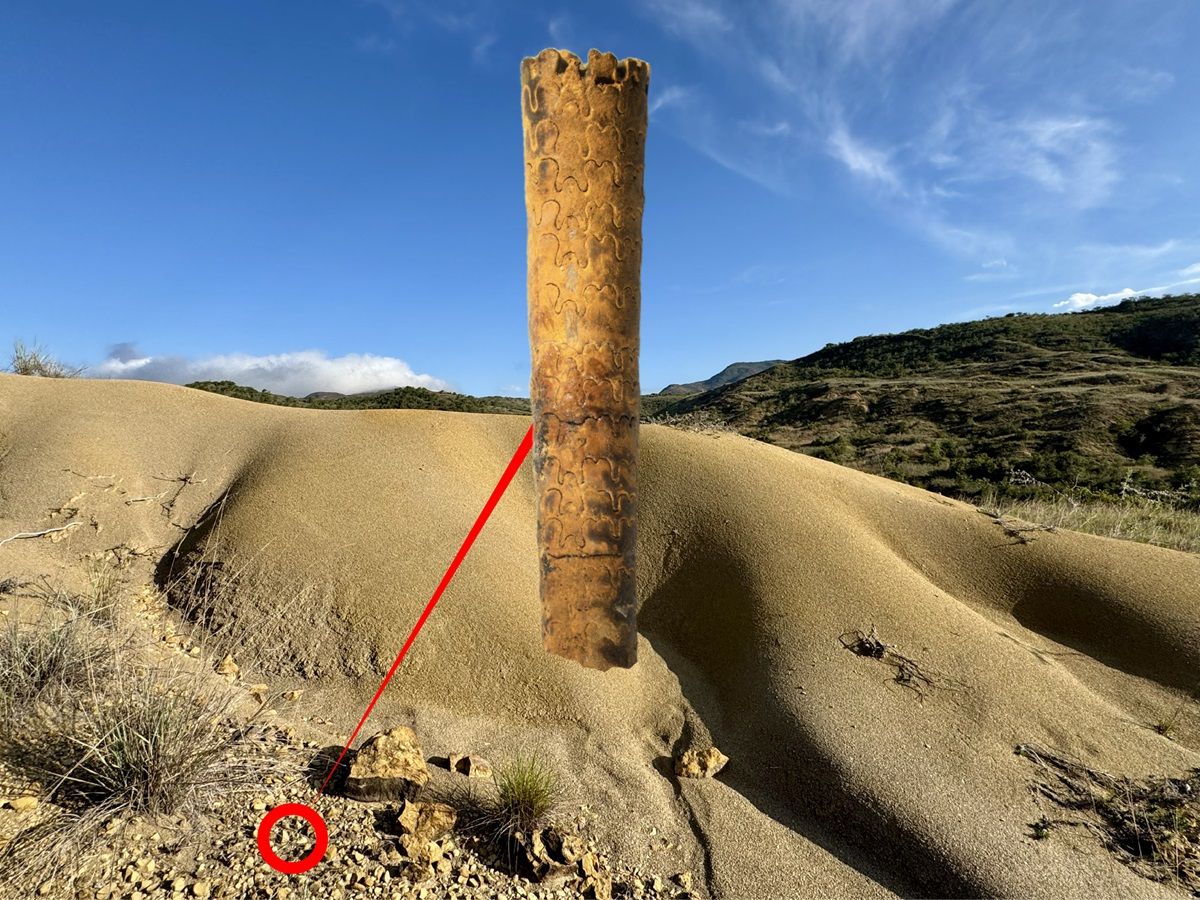 Descubren en Santander amonites cónicas que ayudarán a entender la conectividad del mar Cretácico en el norte de Suramérica