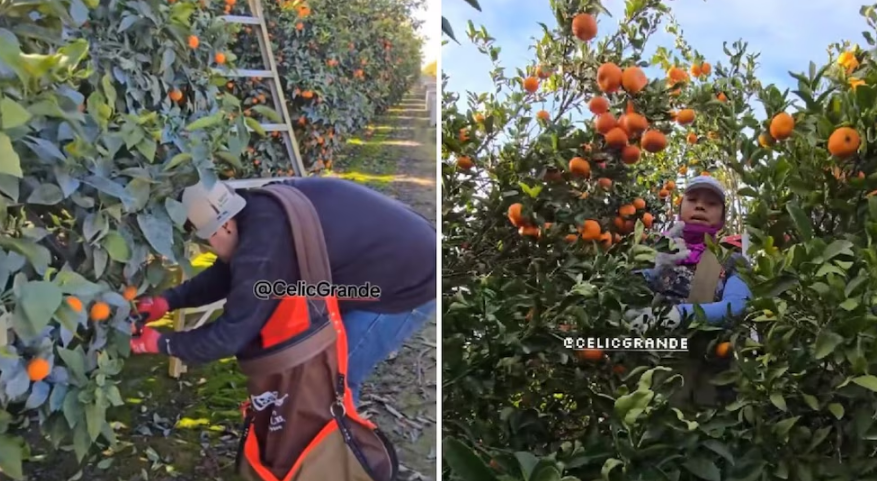 VIDEO. ¡Sin latinos, ni cosecha! EE.UU. no puede recoger ni mandarinas