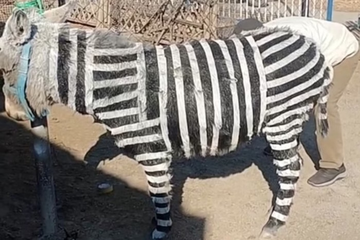 VIDEO. Zoológico chino pintó burros y los exhibió como cebras