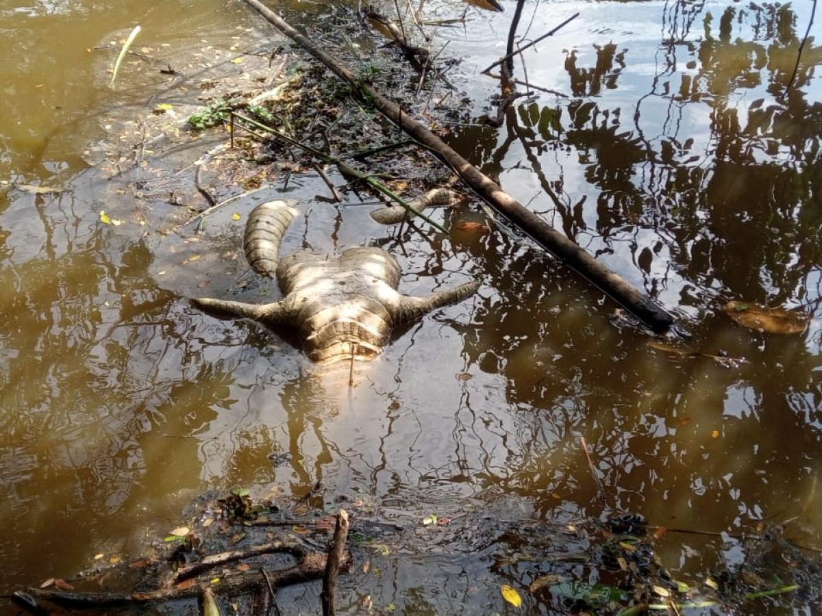Fallecimiento de manatí antillano en El Llanito pone en alerta a la CAS